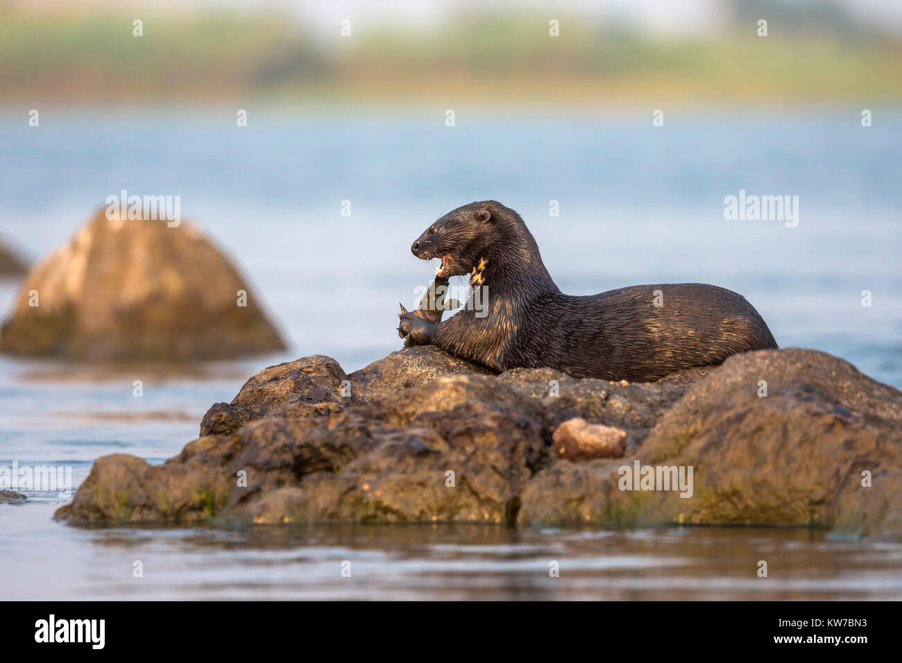 Spotted necked otter (Hydrictis maculicollis) eating leopard squeaker fish (Synodontis leopardinus), Chobe River, Botswana, Africa, September 2017 Stock Photo