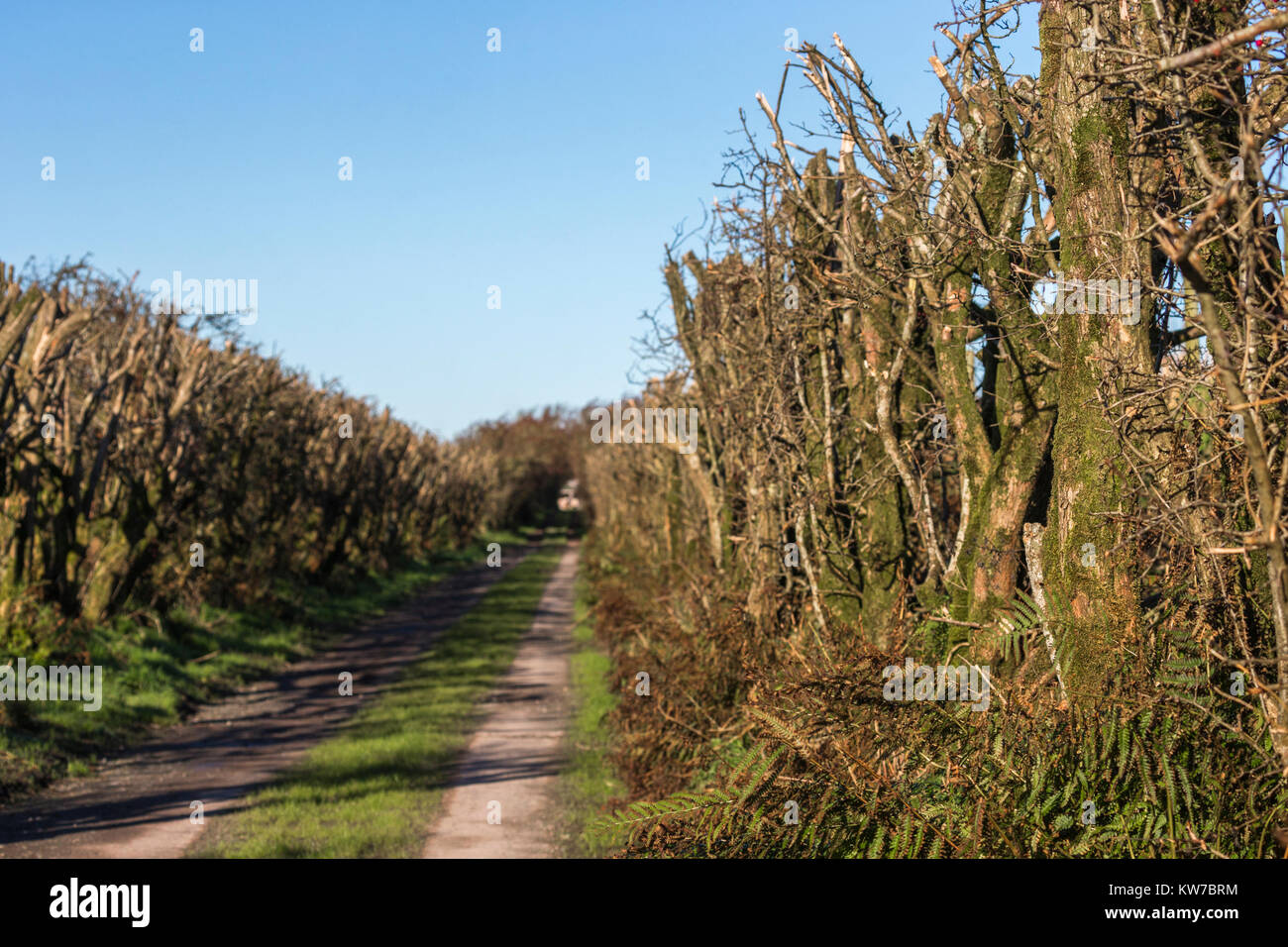 Hawthorn (Crataegus monogyna) cut to maintain as hedge, Caerlaverock