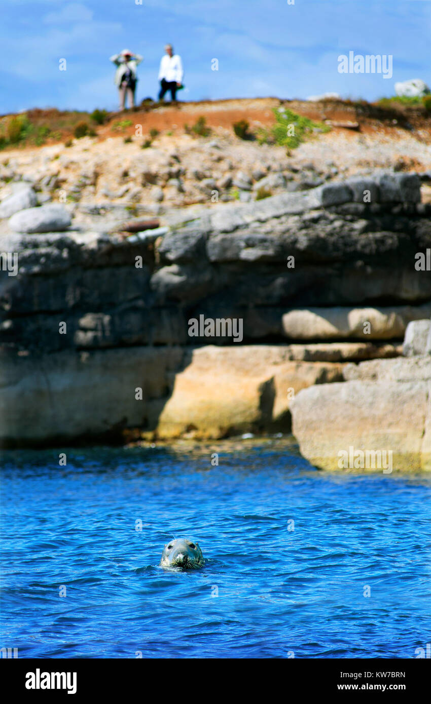 Onlookers watch a grey seal near Portland Bill, on the Jurassic Coast in Dorset, photographed from offshore Stock Photo