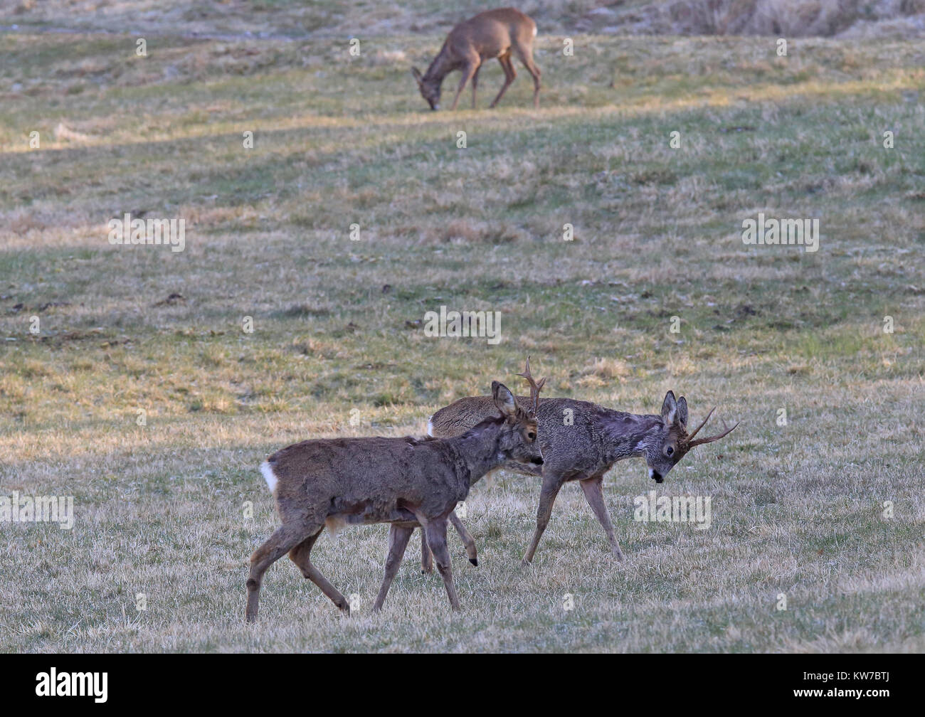 Roebucks in rut, fighting. Doe in background Stock Photo