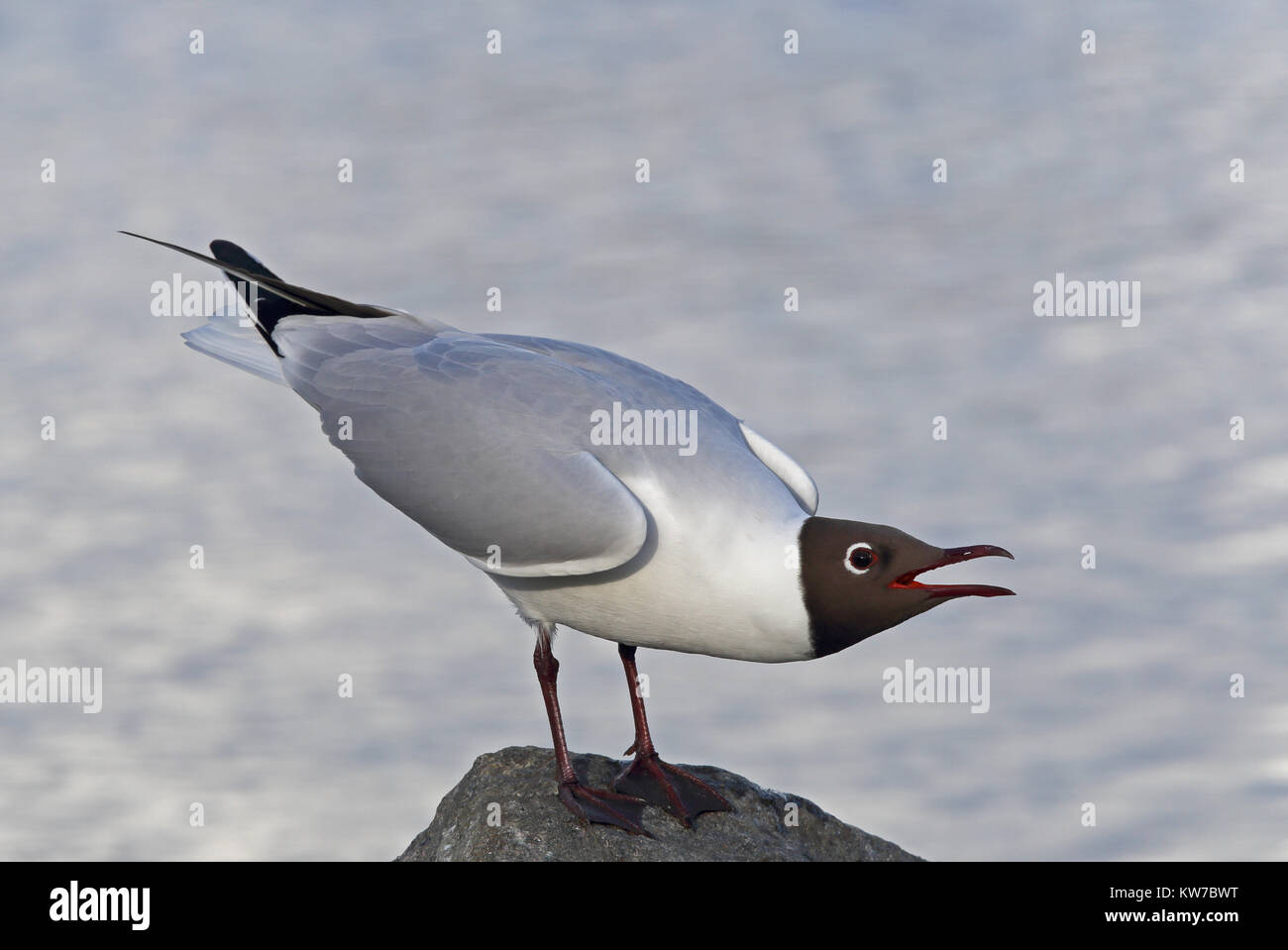 Black-headed gull, screaming on shore Stock Photo