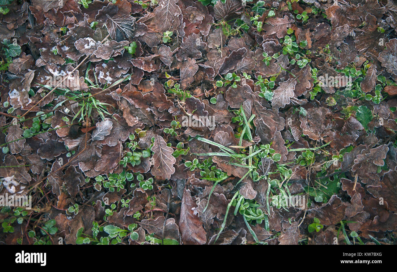 Frozen woodland floor hi-res stock photography and images - Alamy