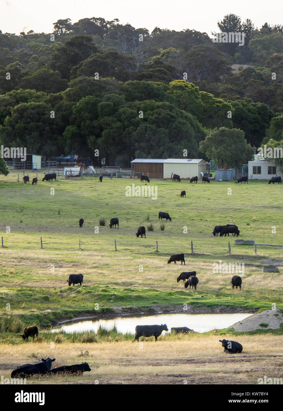 Livestock Farming Australia Stock Photos & Livestock Farming Australia Stock Images Alamy