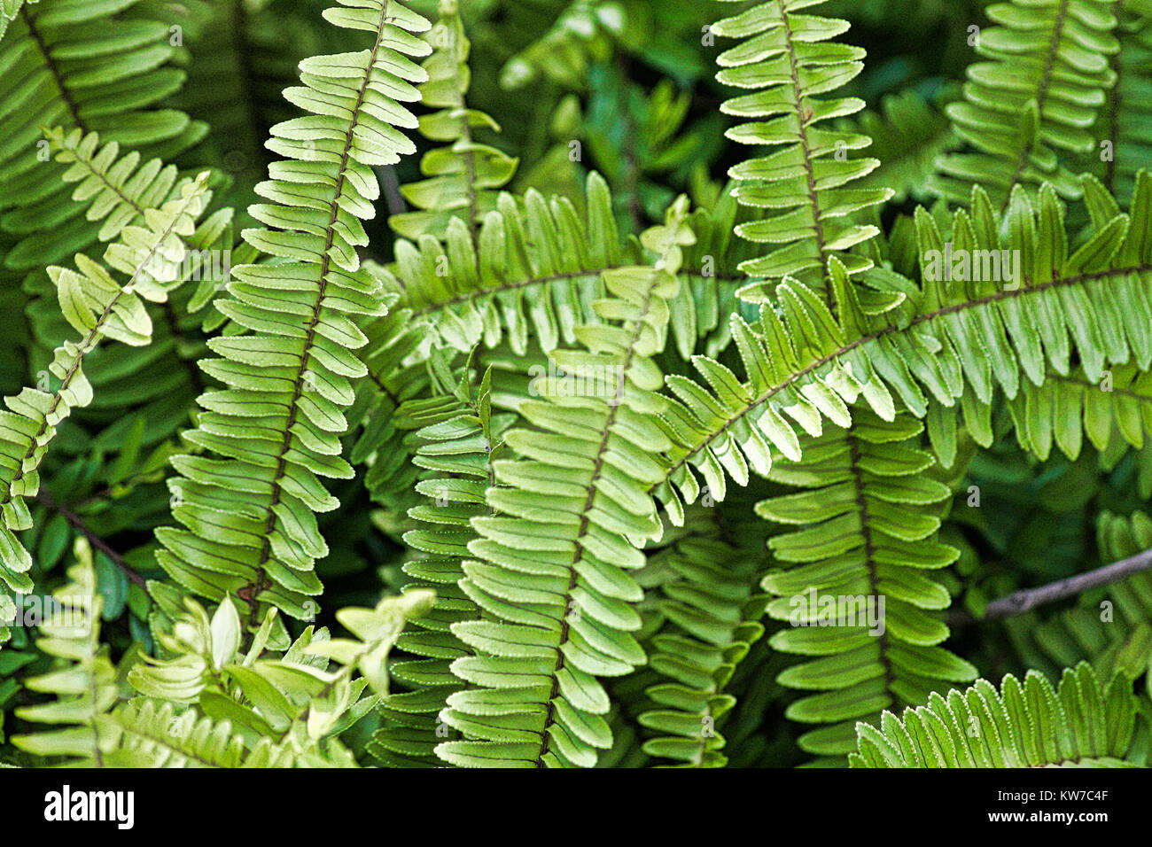 Fern leaves texture hi-res stock photography and images - Alamy