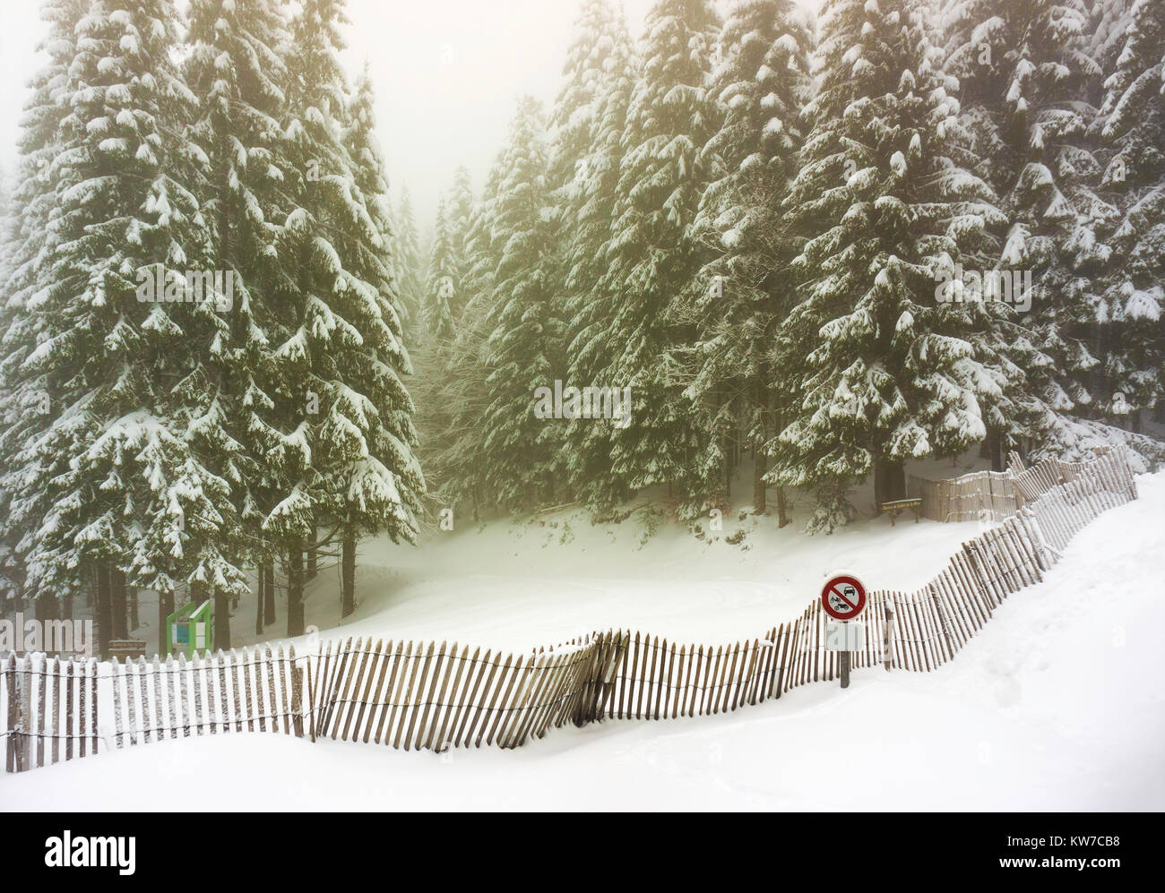 Firs forest covered with snow with a snowy fence in the foreground on a foggy and moody day of winter, Vosges, France. Stock Photo