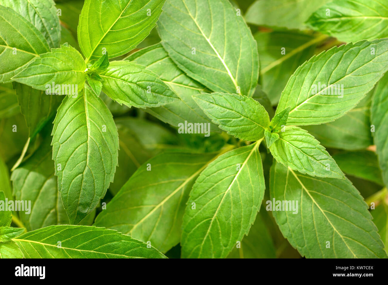 fresh chinese wild mint leaves in the garden, top view Stock Photo