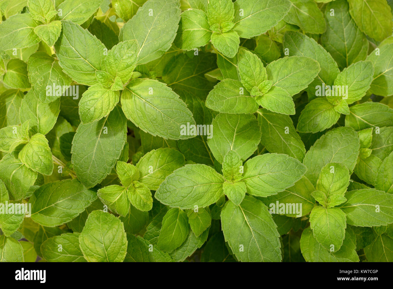 fresh scotch spearmint leaves in the garden, top view Stock Photo