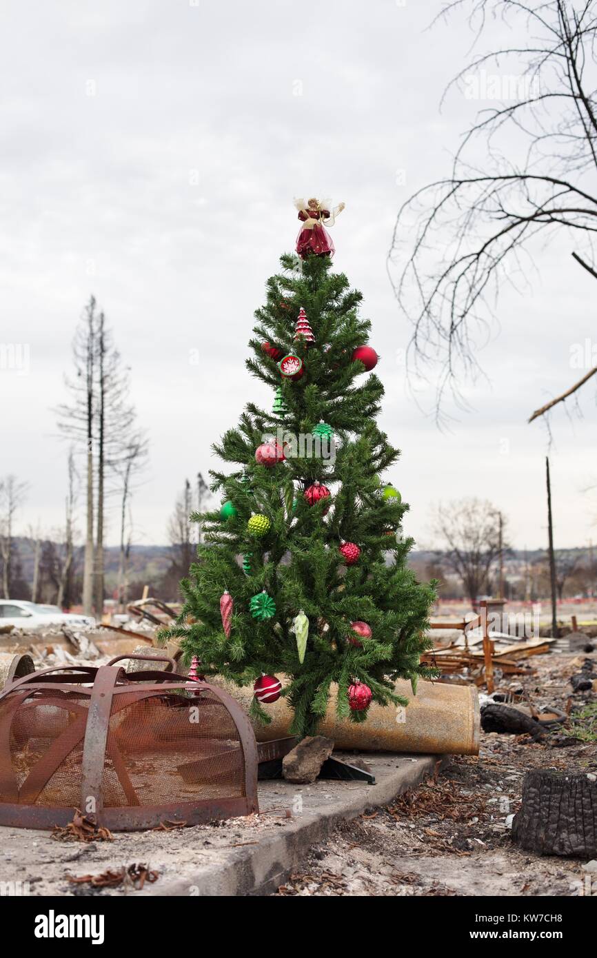A decorated Christmas tree, among the damage from the Tubbs wildfire in