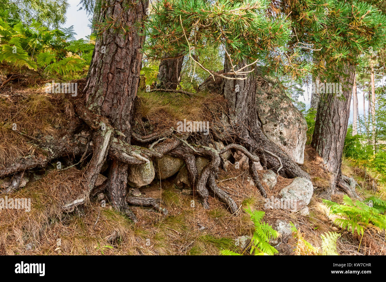 Gnarled roots feeding the brownish trunks and green foliage of Fir ...