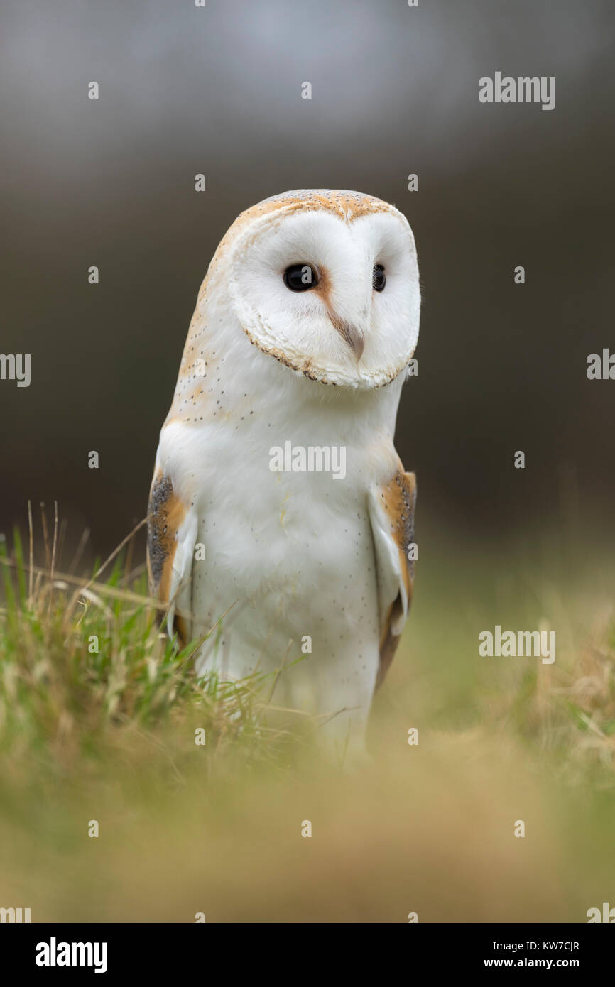 Barn Owl; Tyto alba Cornwall; UK Stock Photo Alamy