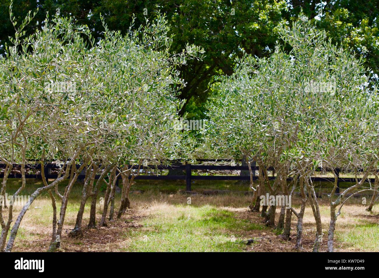 Young olive tree hires stock photography and images Alamy