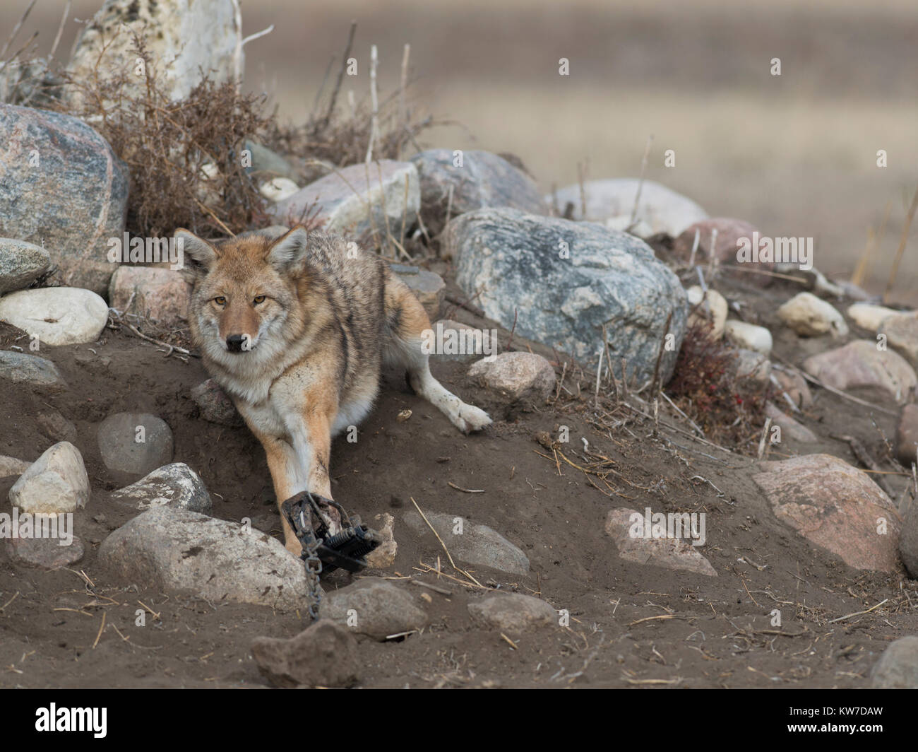 Trapping Coyotes in North Dakota Stock Photo Alamy