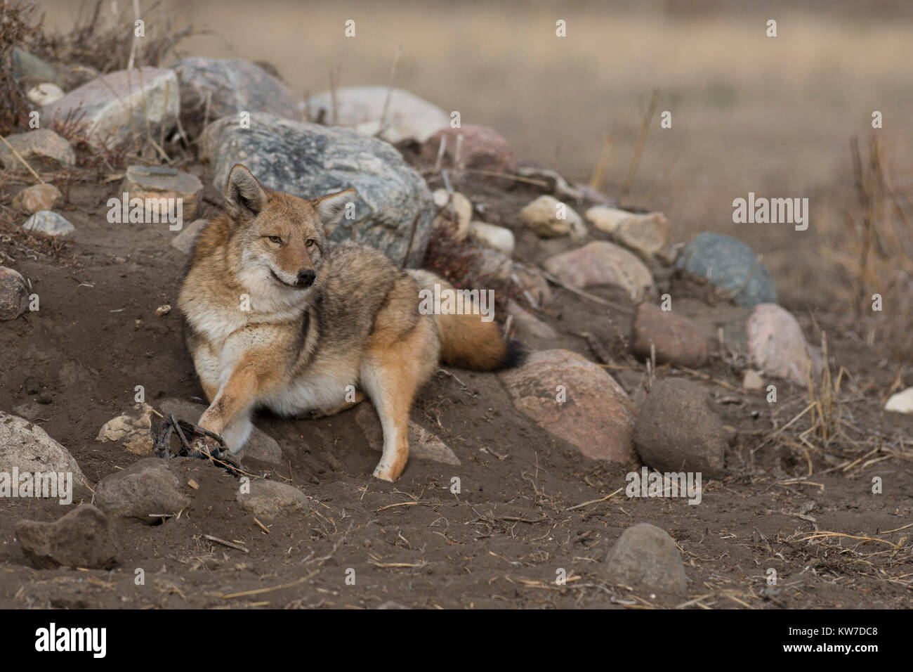 Trapping Coyotes in North Dakota Stock Photo Alamy