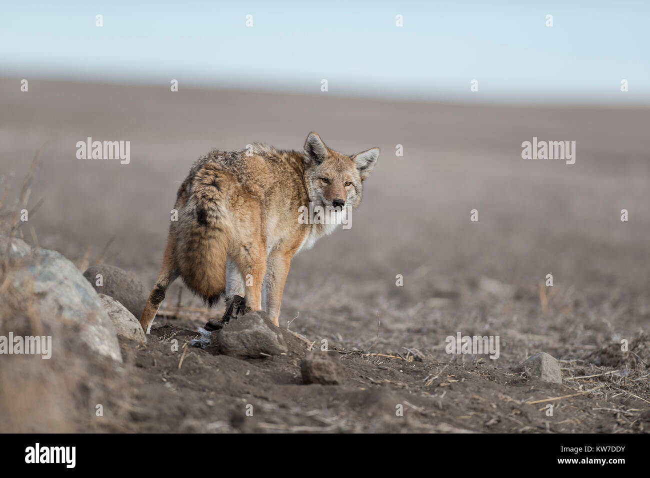 Trapping Coyotes in North Dakota Stock Photo