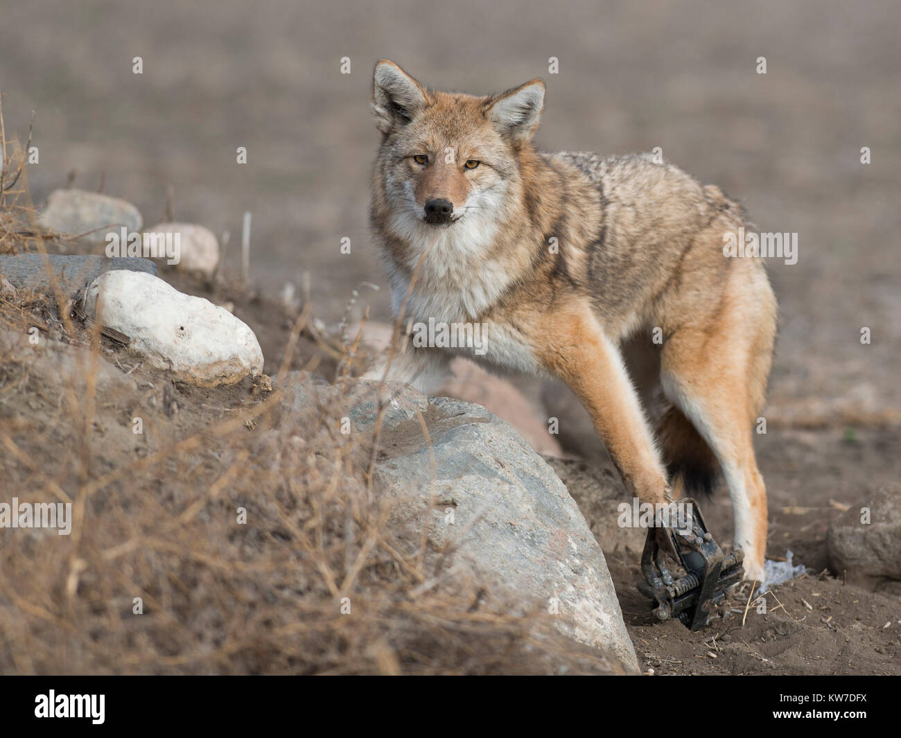 Trapping Coyotes in North Dakota Stock Photo
