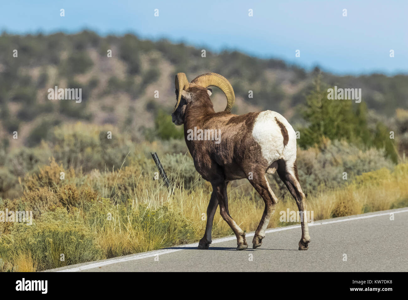 Desert Bighorn Sheep, Ovis canadensis nelsoni, ram crossing road in the Wild Rivers Area of Rio Grande del Norte National Monument near Taos, New Mexi Stock Photo