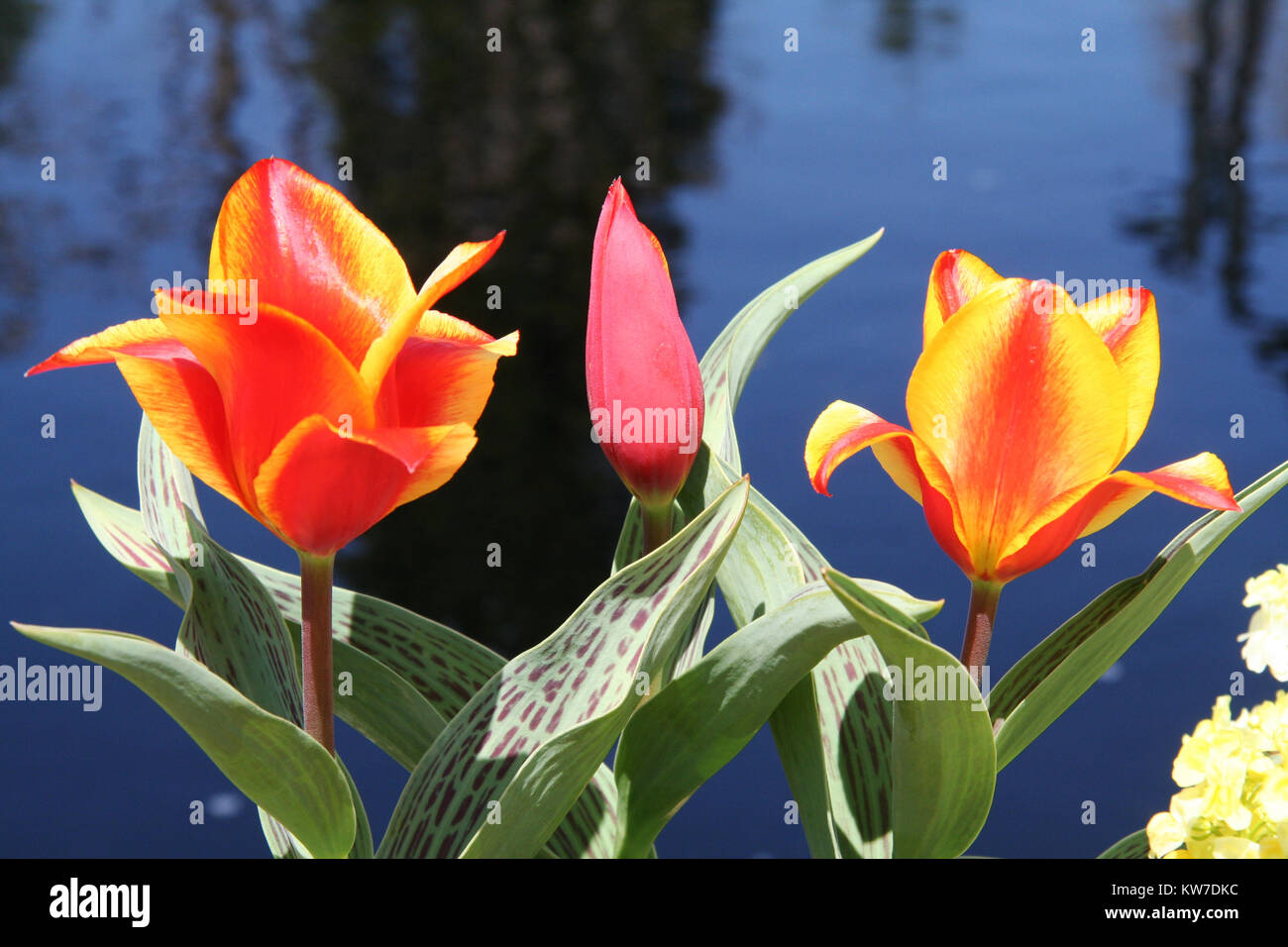 Chicago botanic garden hires stock photography and images Alamy