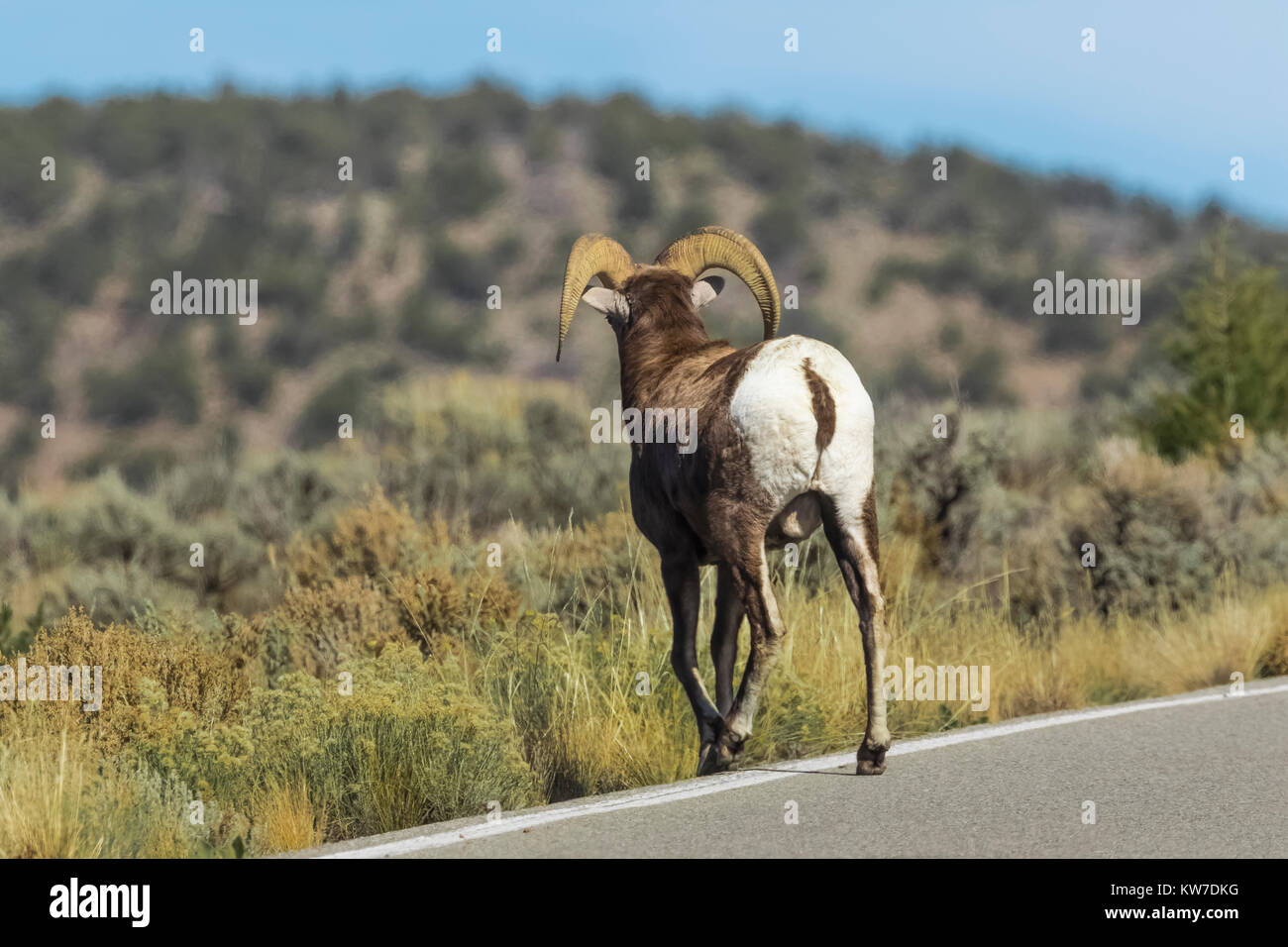 Desert Bighorn Sheep, Ovis canadensis nelsoni, ram crossing road in the Wild Rivers Area of Rio Grande del Norte National Monument near Taos, New Mexi Stock Photo