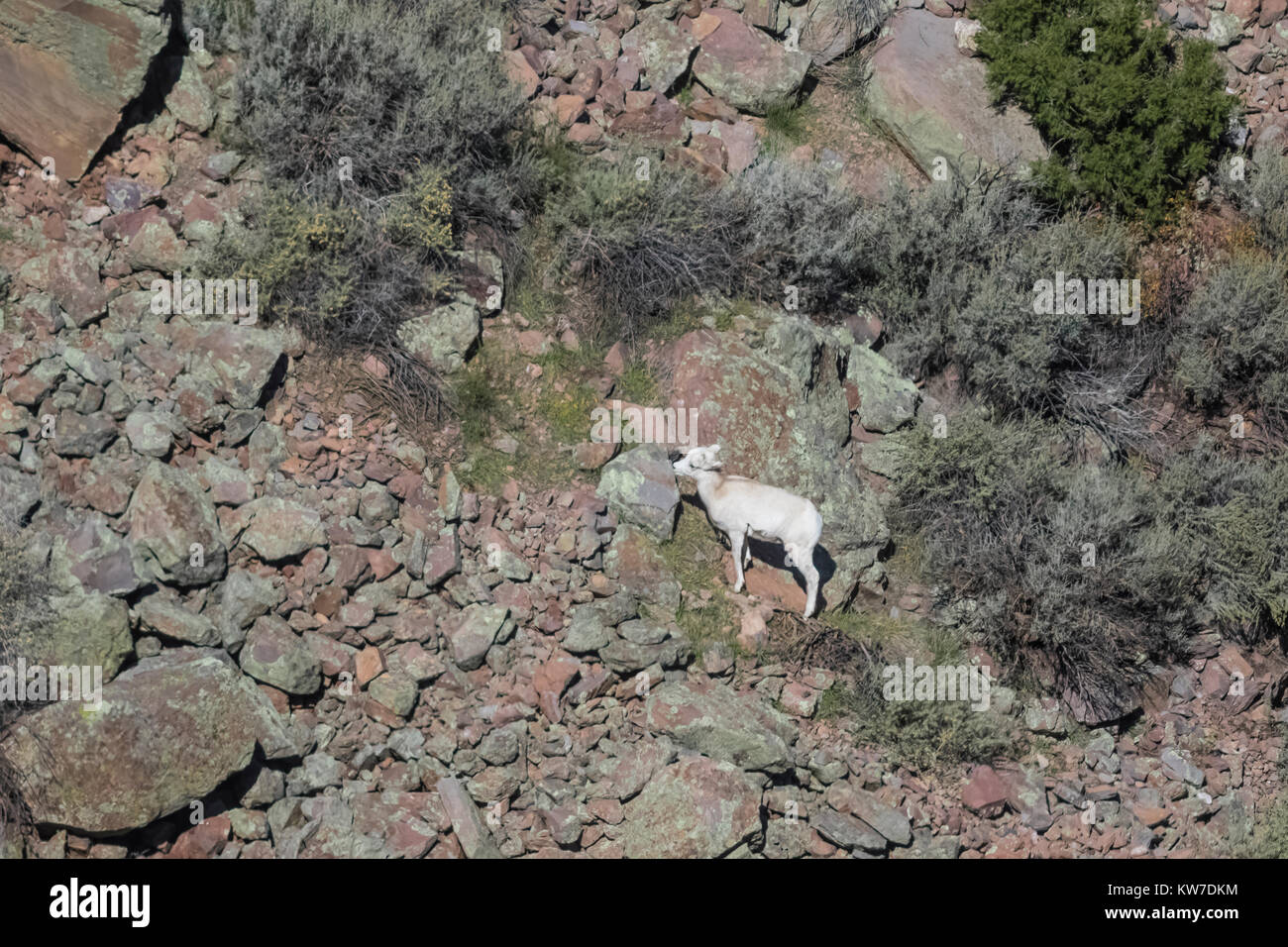Desert Bighorn Sheep, Ovis canadensis nelsoni, lamb feeding in the Wild Rivers Area of Rio Grande del Norte National Monument near Taos, New Mexico, U Stock Photo