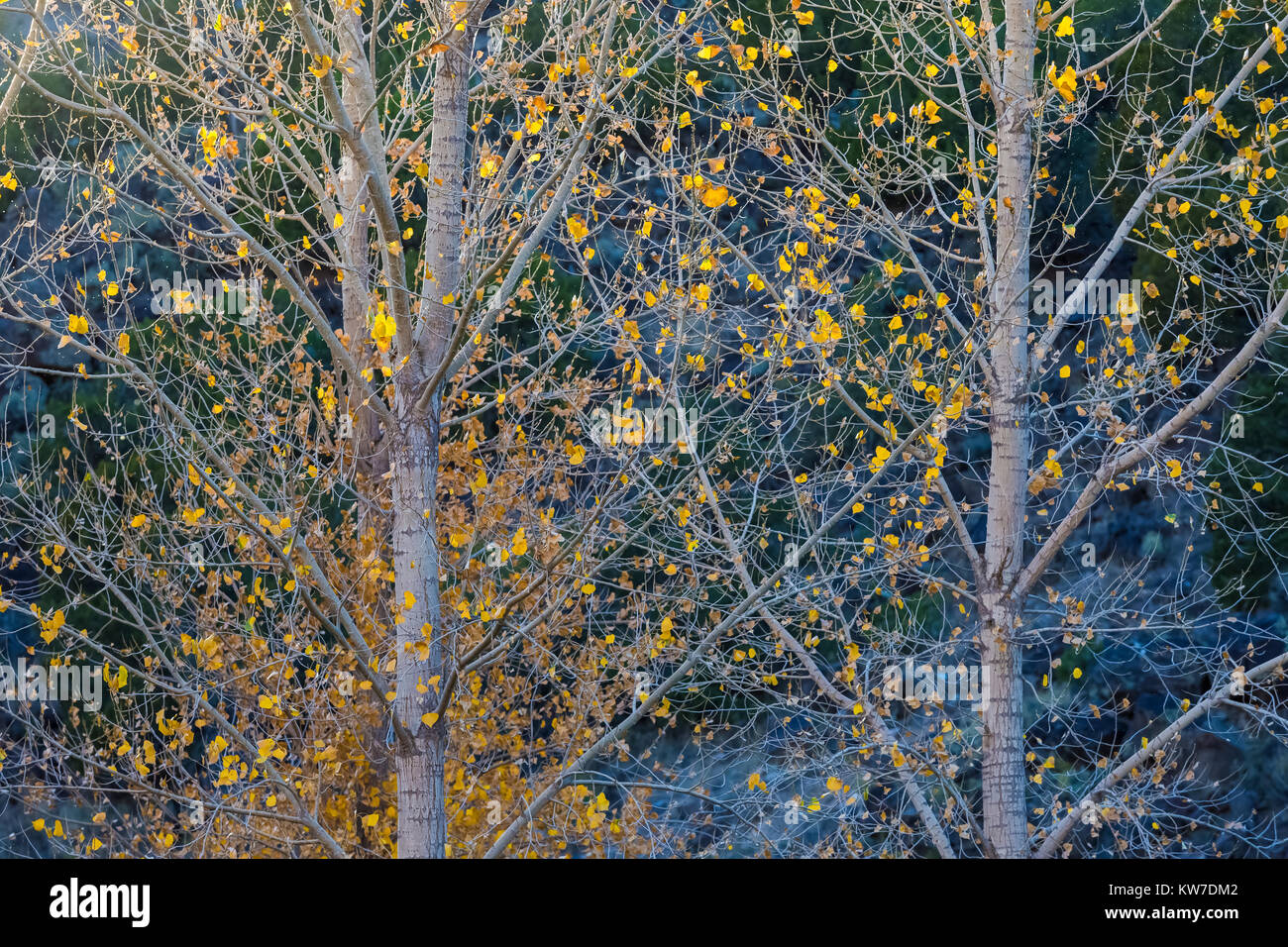 Autumn cottonwood leaves at Rio Bravo Campground in the Orilla Verde Recreation Area, in Rio Grande del Norte National Monument, near Pilar and Taos,  Stock Photo