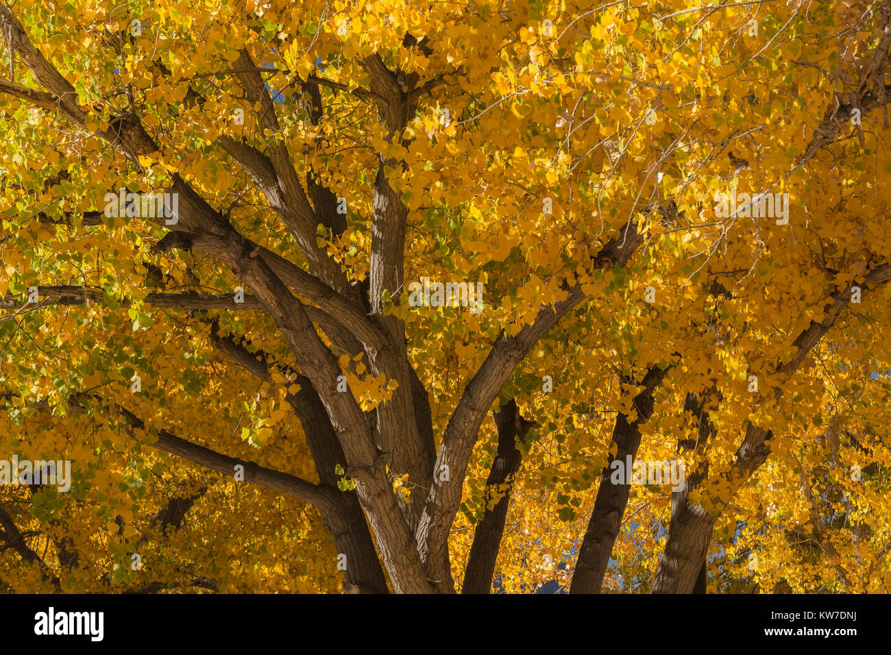 Cottonwoods in autumn color at Rio Bravo Campground in the Orilla Verde Recreation Area, in Rio Grande del Norte National Monument, near Pilar and Tao Stock Photo