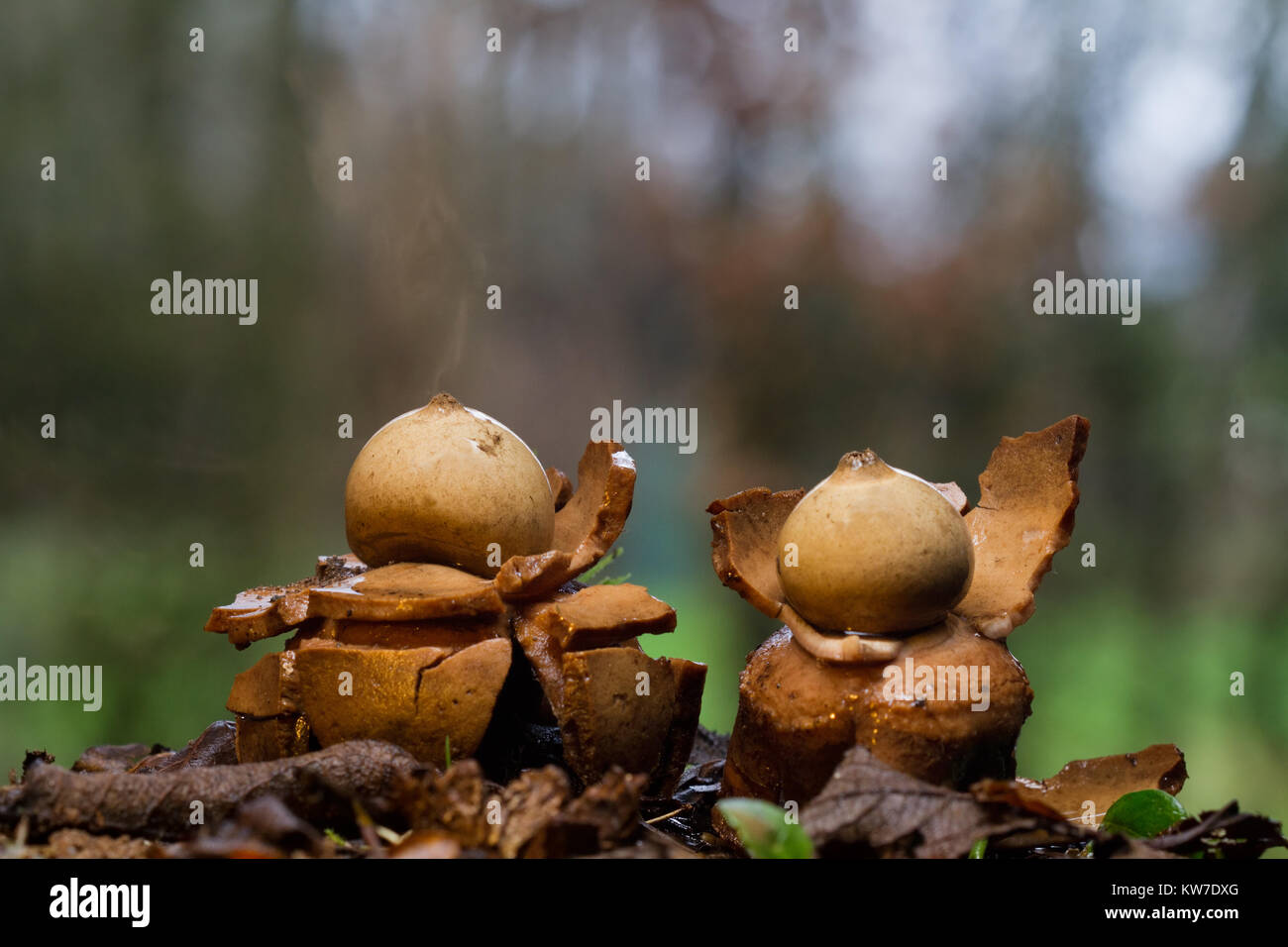 Collared earthstar releasing a cloud of brown dust-like spores in response to impact of falling raindrops Stock Photo
