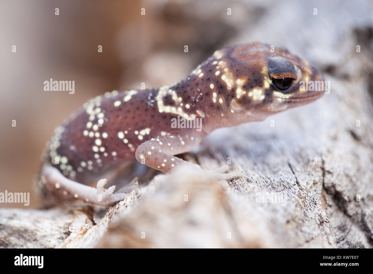 Barking Gecko (Underwoodisaurus milii). Entwood Sanctuary. Sandleton. Murraylands. South Australia. Australia. Stock Photo