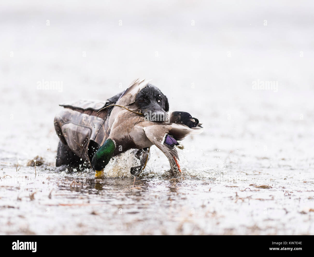 Duck Lab A Black Labrador Retriever with a Mallard Duck in North Dakota Stock ...