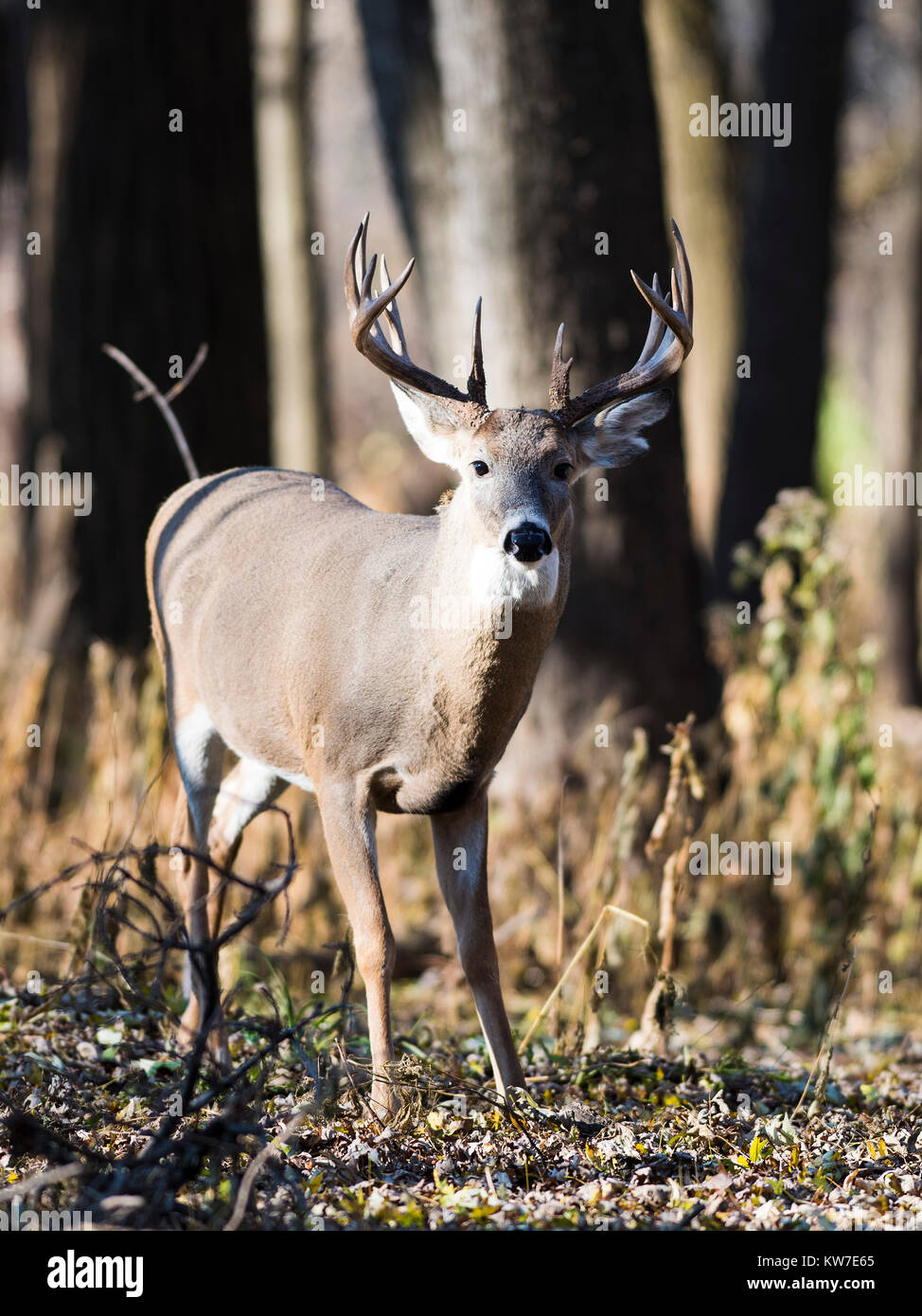 Deer Rut Minnesota Wild Whitetail Buck during the rut in Minnesota Stock Photo - Alamy