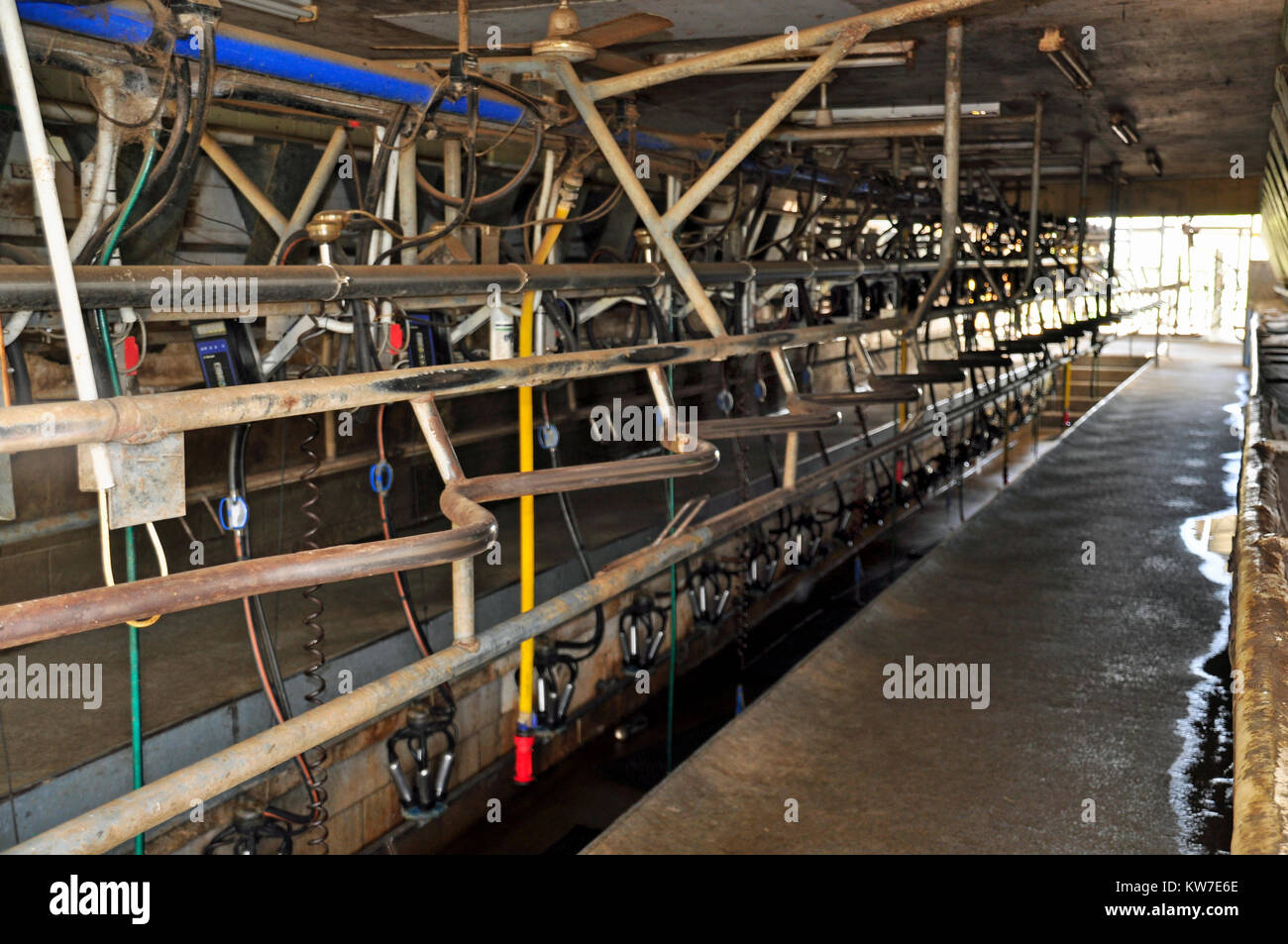 Herringbone dairy hires stock photography and images Alamy