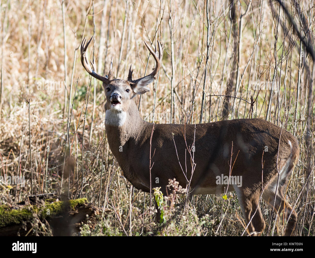 Deer Rut Minnesota Wild Whitetail Buck during the rut in Minnesota Stock Photo - Alamy