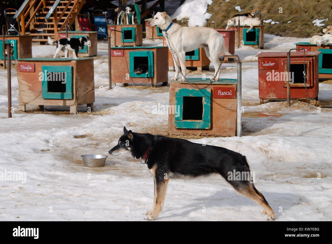 Dog shelter for retiered sled dogs Stock Photo - Alamy