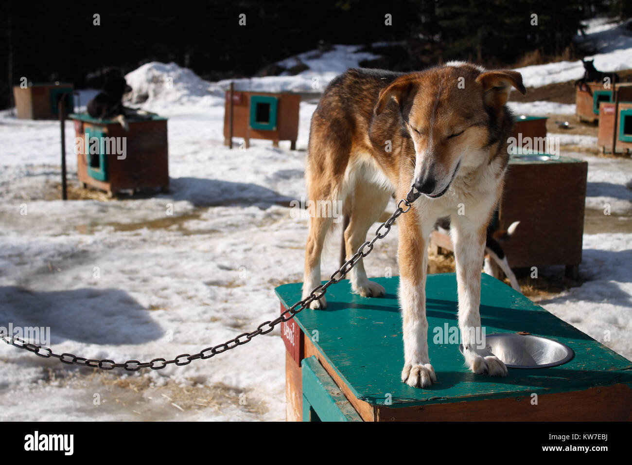 Dog shelter for retiered sled dogs Stock Photo - Alamy