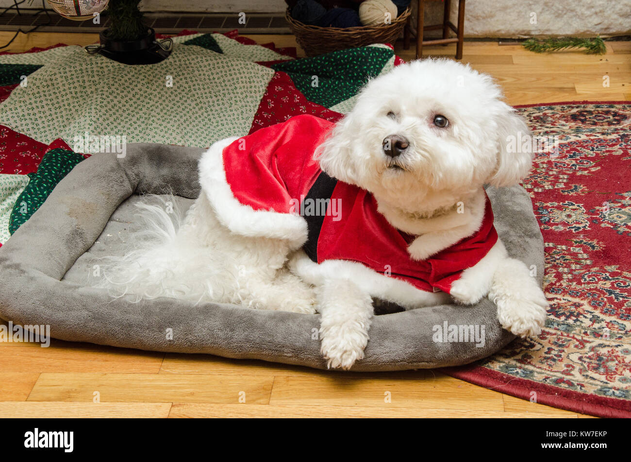 Bichon Frise Dog under the Christmas Tree wearing Santa hat and coat Stock  Photo - Alamy