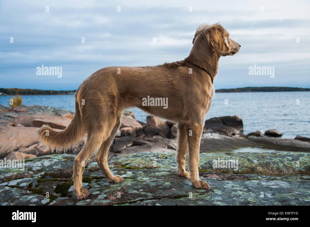 long legged dog breeds