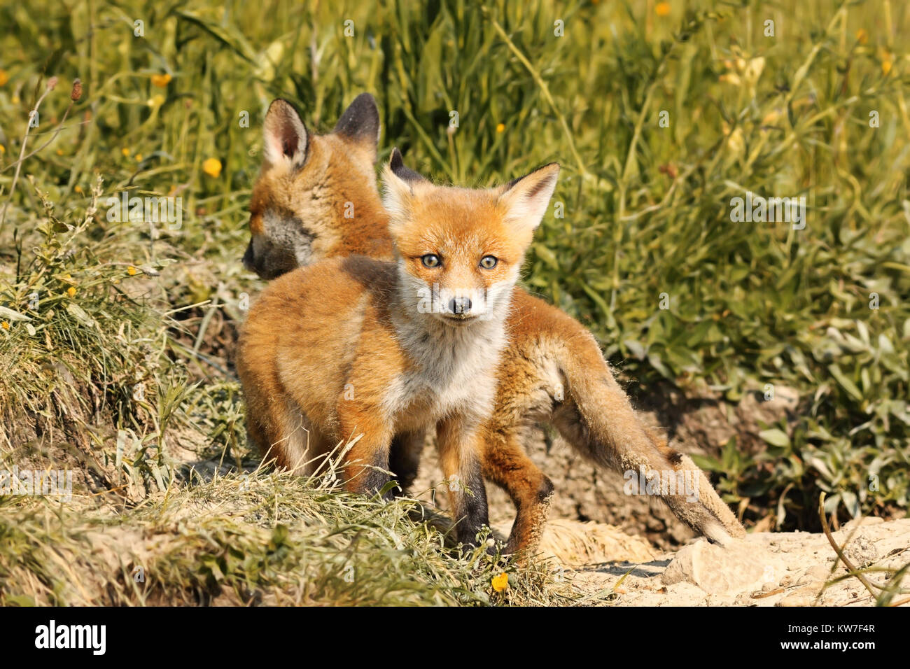 tiny european red fox cub looking at the camera, wild animal in natural