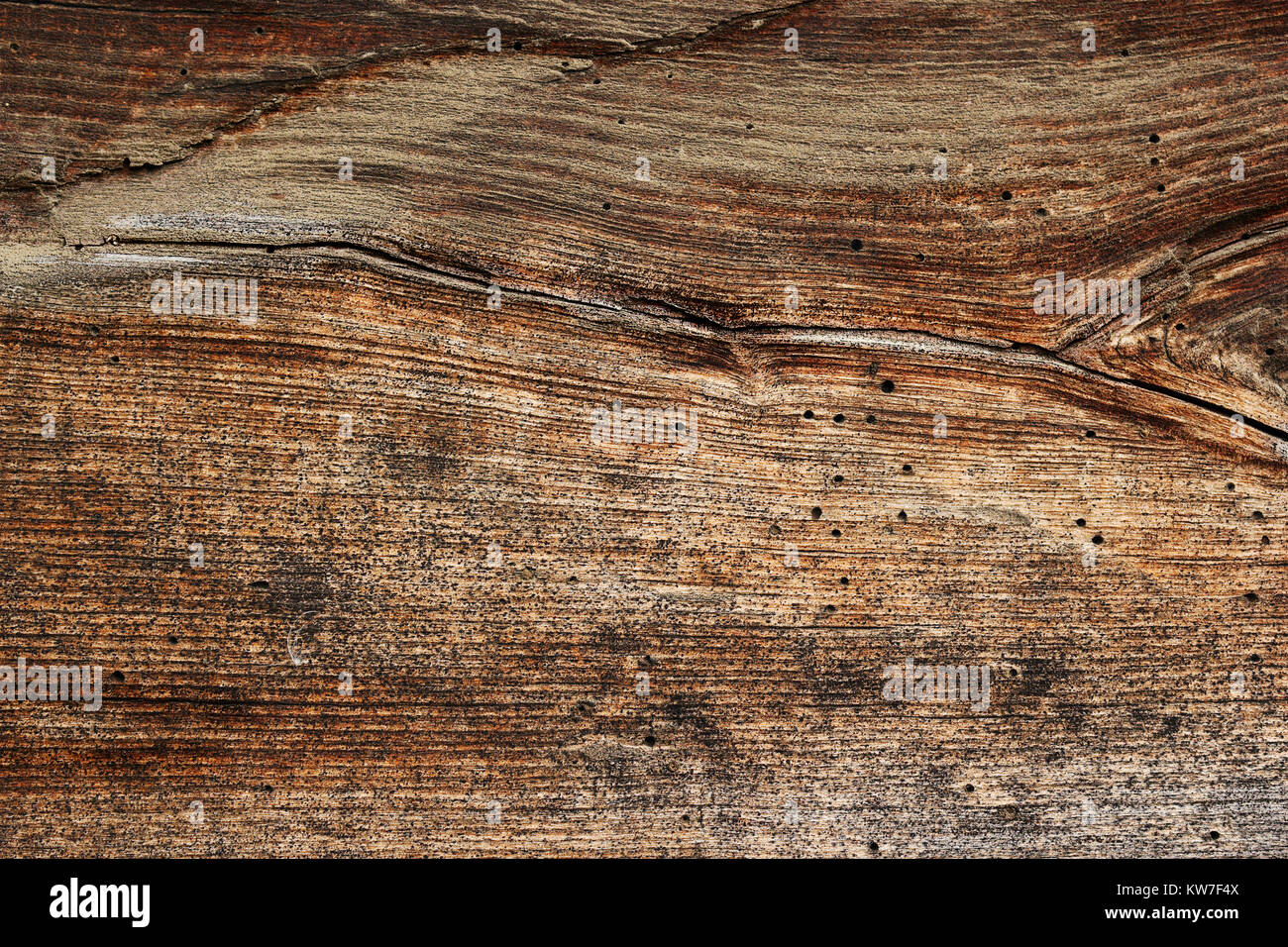 wood borers holes on spruce wooden plank, texture of weathered board Stock Photo