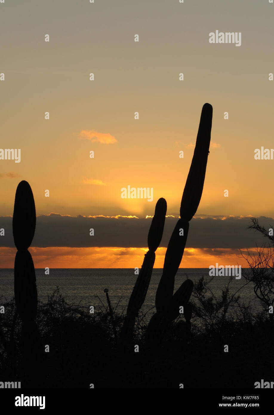 Plants of candelabra cactus (Jasminocereus thouarsii var. thouarsii), a plant endemic to Galapagos, silhouetted against the setting sun. Puerto Baquer Stock Photo