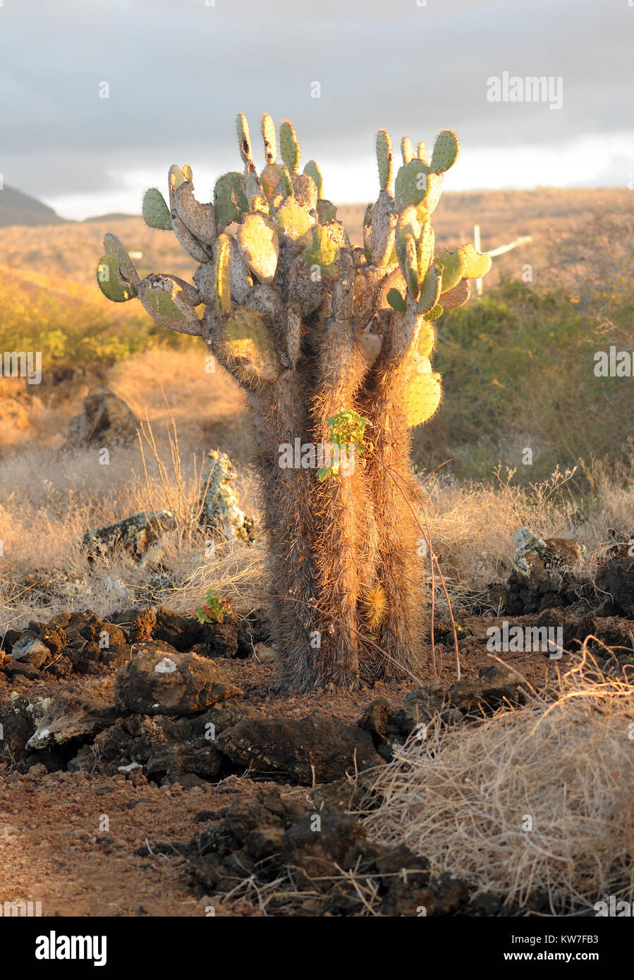 Plants of opuntia or prickly pear (Opuntia megasperma var. megasperma