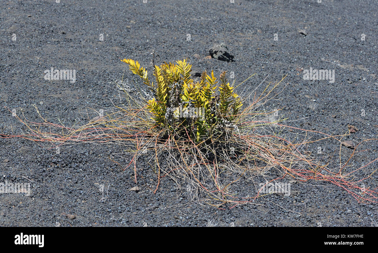 Pioneer species of plants including cacti, ferns and lichens begin to