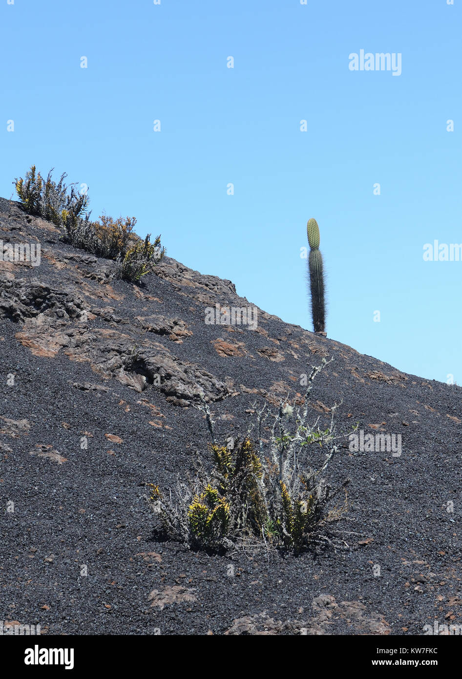 Pioneer species of plants including cacti, ferns and lichens begin to