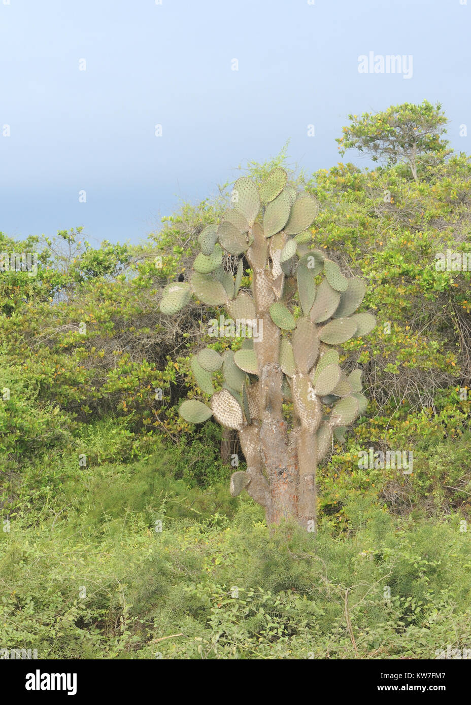 Opuntia or  prickly pear (Opuntia saxicola). This species is endemic to Isabela and is on the  IUCN Red List of Threatened Species. Puerto Villamil, I Stock Photo