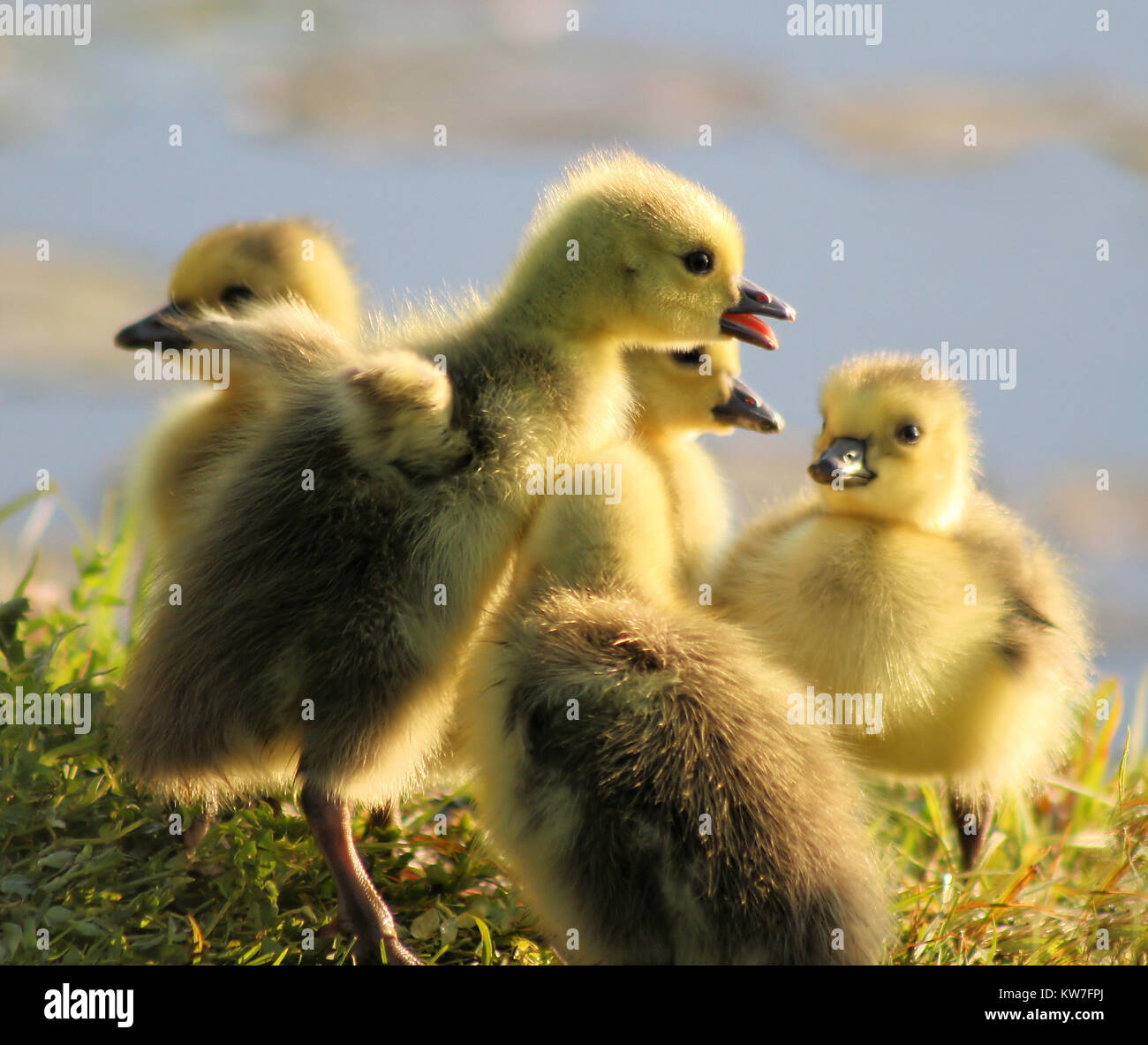 The Storyteller - young goslings newly hatched together in a group on land. Stock Photo