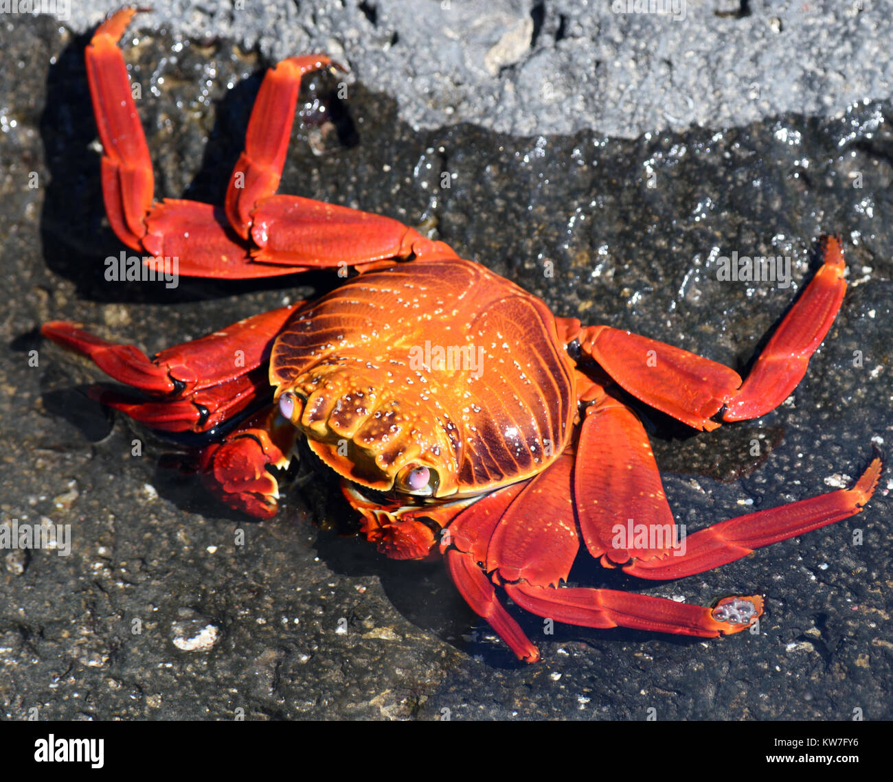 Sally Lightfoot Crabs (Grapsus grapsus) on wave washed rocks. Puerto Baquerizo Moreno, San Cristobal, Galapagos, Ecuador Stock Photo