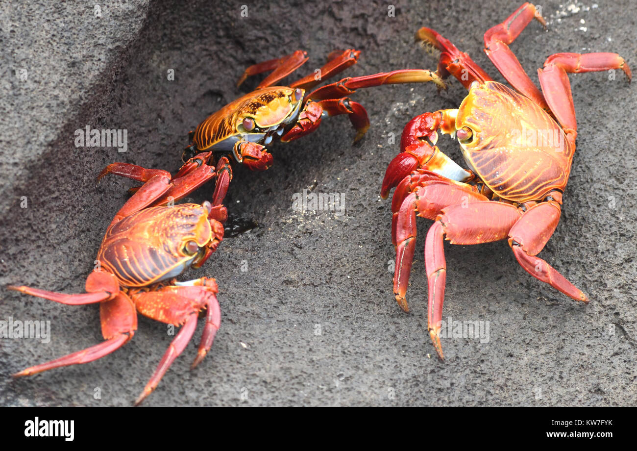 Sally Lightfoot Crabs (Grapsus grapsus) on wave washed rocks. Puerto Baquerizo Moreno, San Cristobal, Galapagos, Ecuador Stock Photo