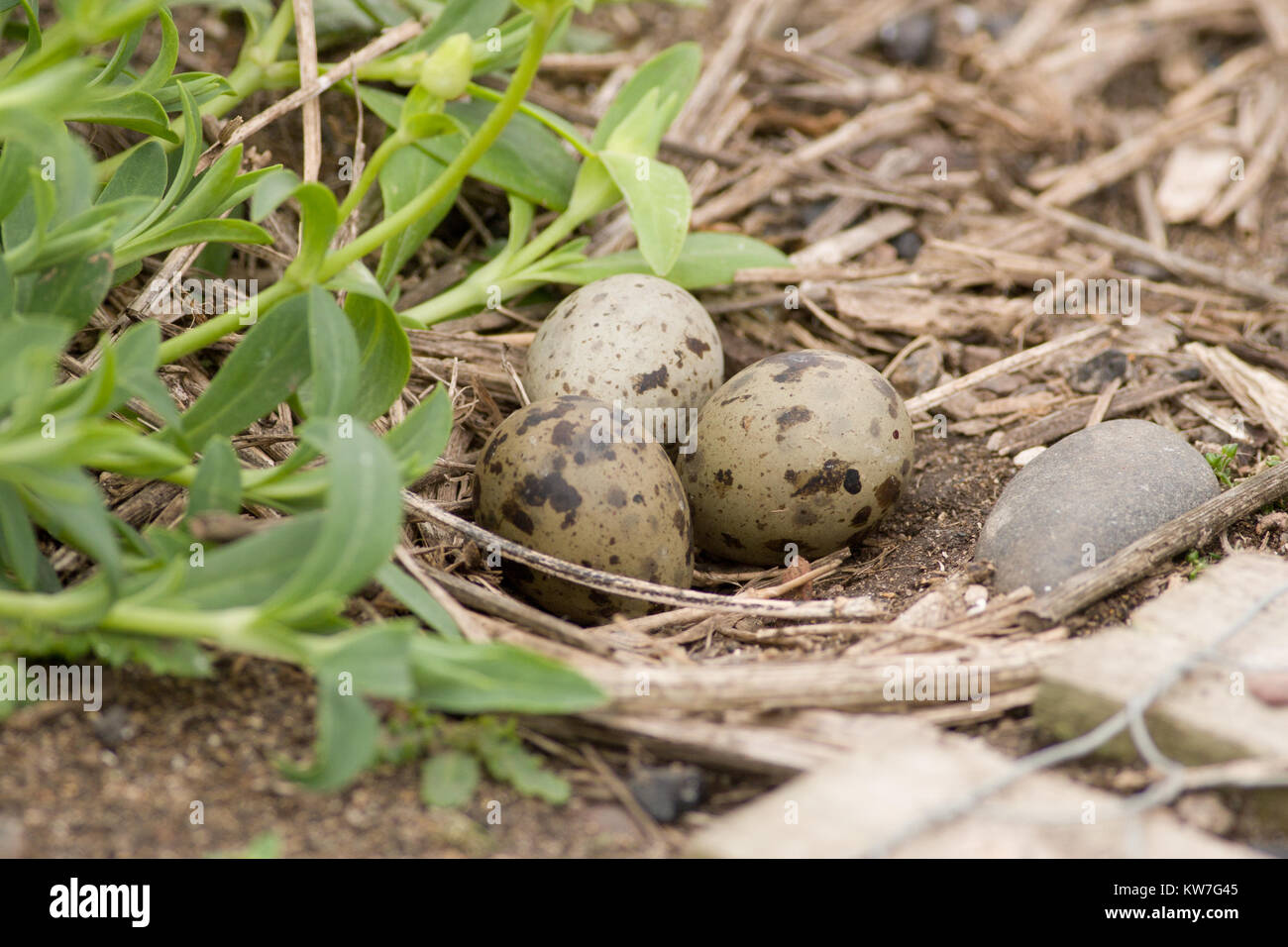 Arctic Tern, Sterna paradisaea eggs in nest on the ground at the Farnes Islands, Northumberland, UK Stock Photo