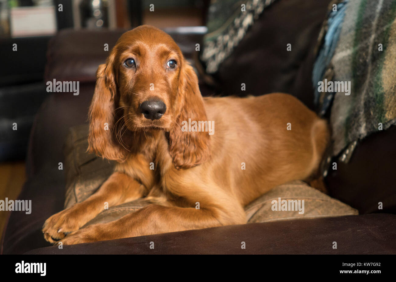 A young pure breed Irish Setter relaxes in a rare moment of quiet on the couch Stock Photo