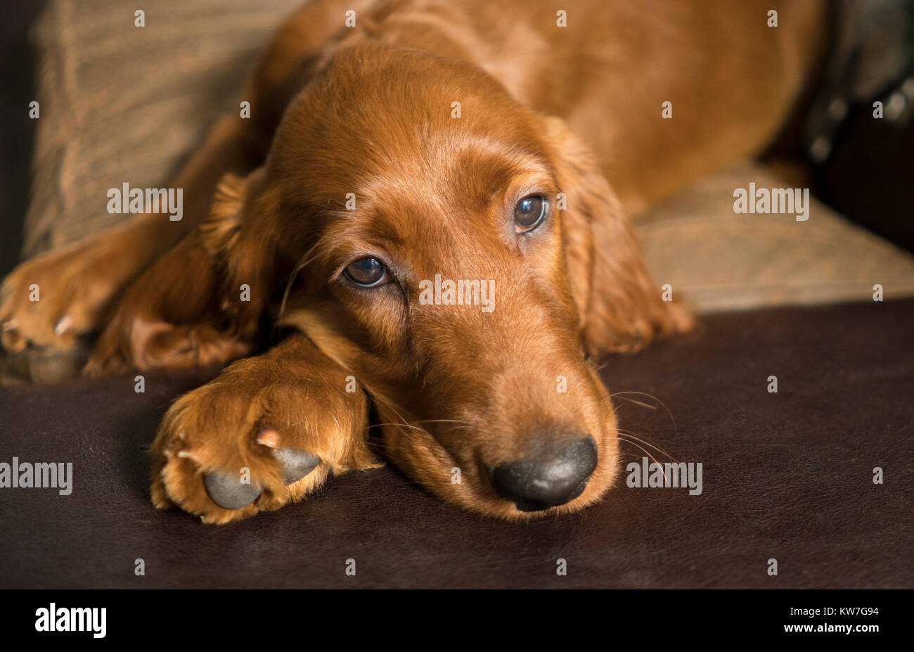 A young pure breed Irish Setter relaxes in a rare moment of quiet on the couch Stock Photo