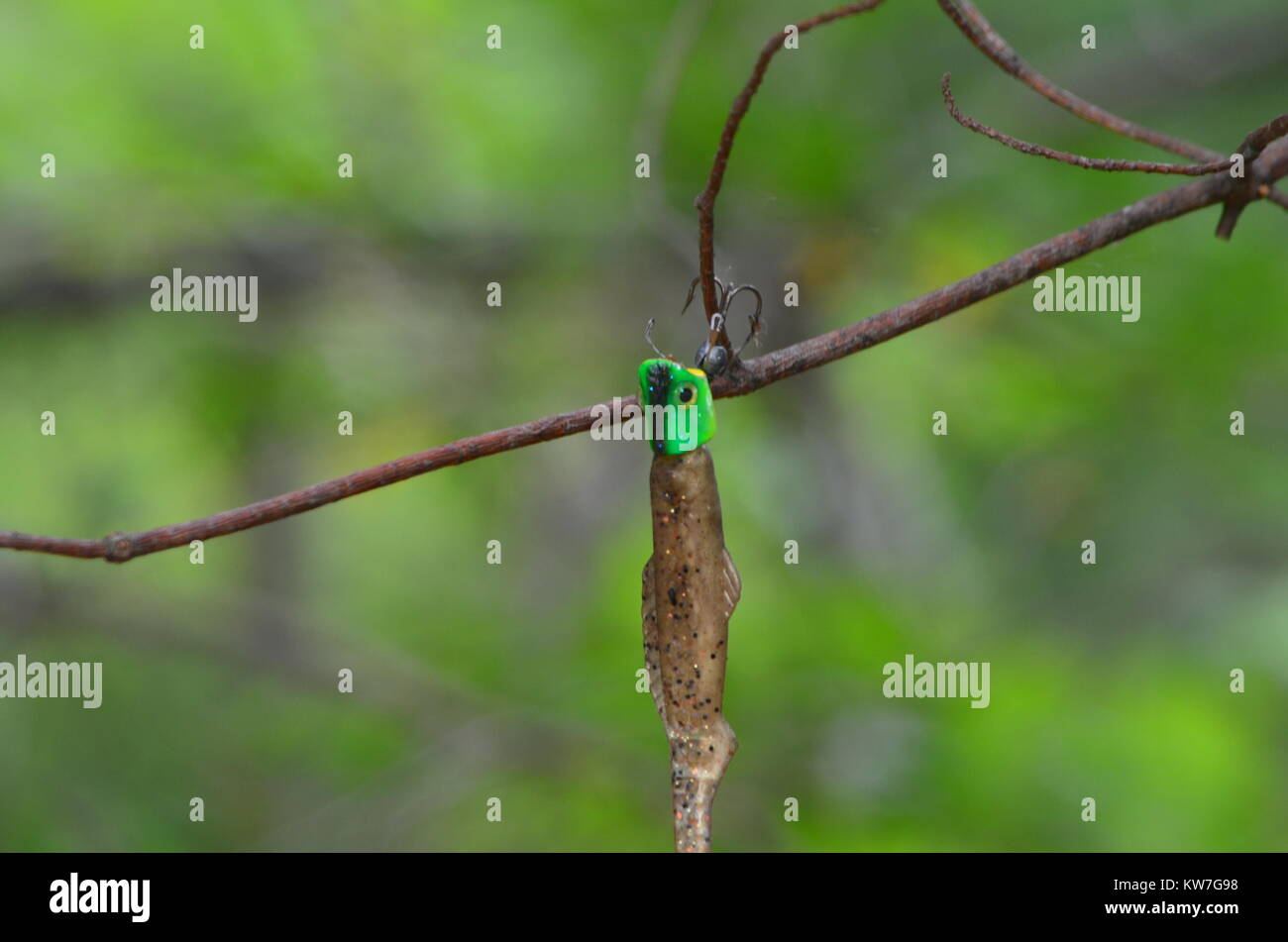 A fishing lure stuck in a tree Stock Photo - Alamy