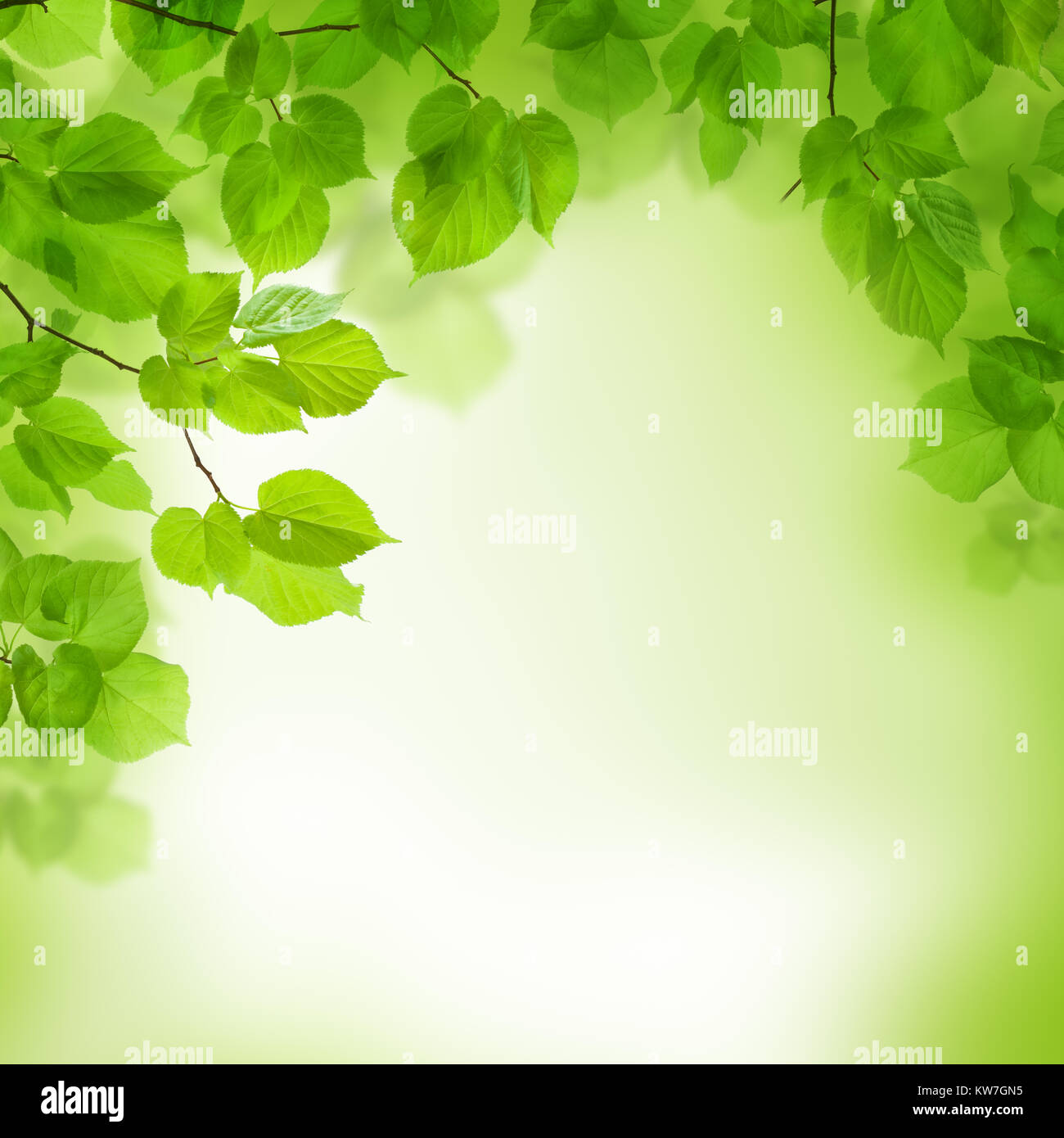 Green leaves border, abstract background Stock Photo Alamy